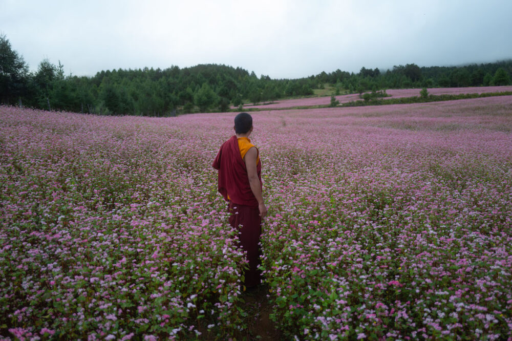 ©Dangphu Dingphu A3 Pigs Production Journey-to-the-East-Films-Ltd